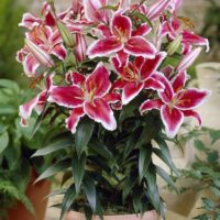 Lilium (GIGLI orientali) LITTLE MARBLE