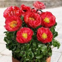 Paeonia (PEONIE) MOSCOW