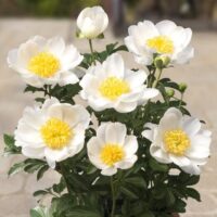 Paeonia (PEONIE) DUBLIN