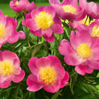 Paeonia (PEONIE) KIEV