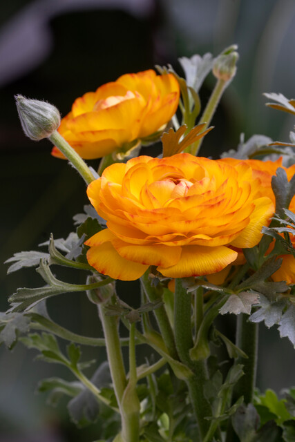 Ranunculus (RANUNCOLI) asiaticus PICOTEE ORANGE (P)