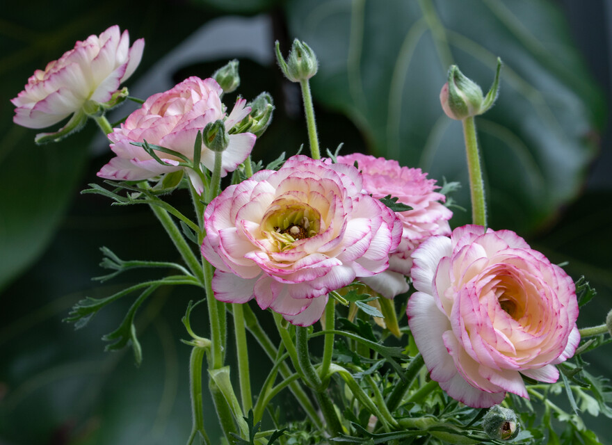 Ranunculus (RANUNCOLI) asiaticus PICOTEE PINK