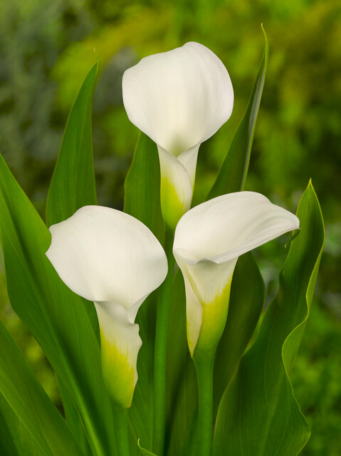 Zantedeschia (CALLA) CRYSTAL BLUSH