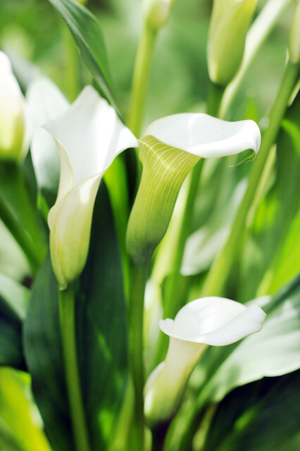 Zantedeschia (CALLA) CRYSTAL BLUSH