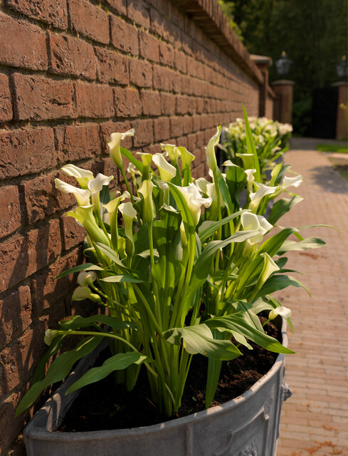 Zantedeschia (CALLA) CRYSTAL BLUSH