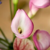 Zantedeschia (CALLA) GARNET GLOW