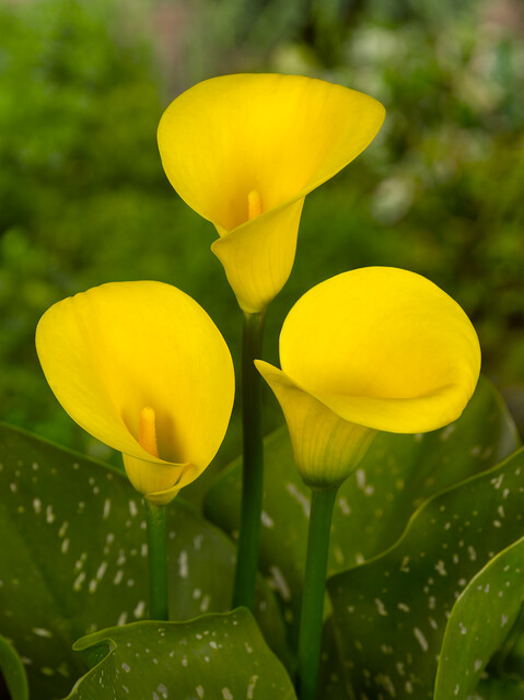 Zantedeschia (CALLA) GOLD CROWN