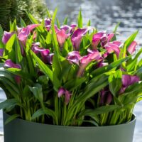 Zantedeschia (CALLA) GRAPE VELVET