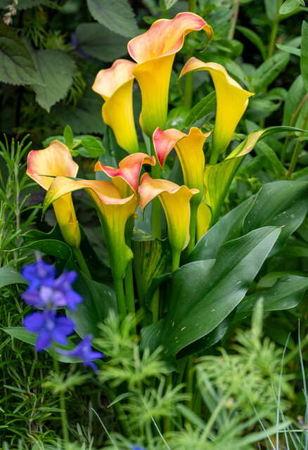 Zantedeschia (CALLA) MORNING SUN