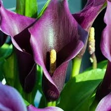Zantedeschia (CALLA) NIGHT CLUB