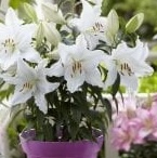 Lilium (GIGLI orientali) WHITE ROMANCE