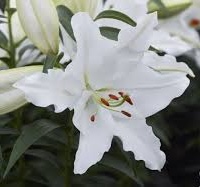Lilium (GIGLI orientali) WHITE ROMANCE