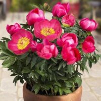 Paeonia (PEONIE) OSLO