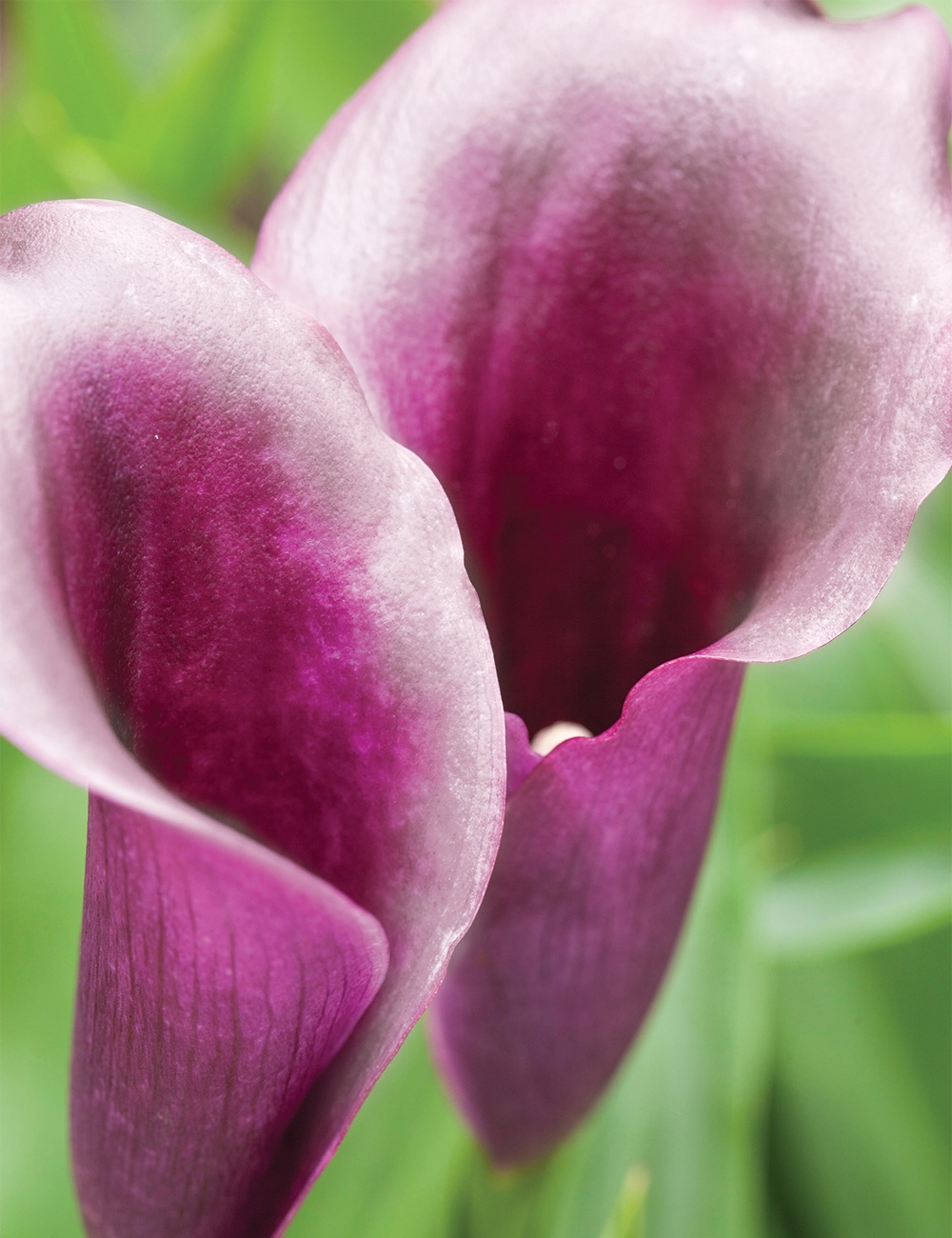 Zantedeschia (CALLA) PURPLE BEAT