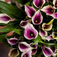 Zantedeschia (CALLA) PURPLE BEAT