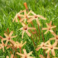Ixia paniculata 'Eos' ®