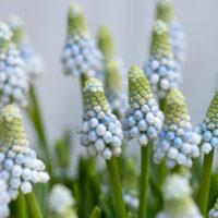 Muscari 'Aqua Magic' ®
