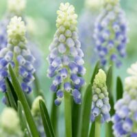 Muscari 'Julia' ®
