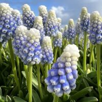 Muscari 'Mountain Lady' ®