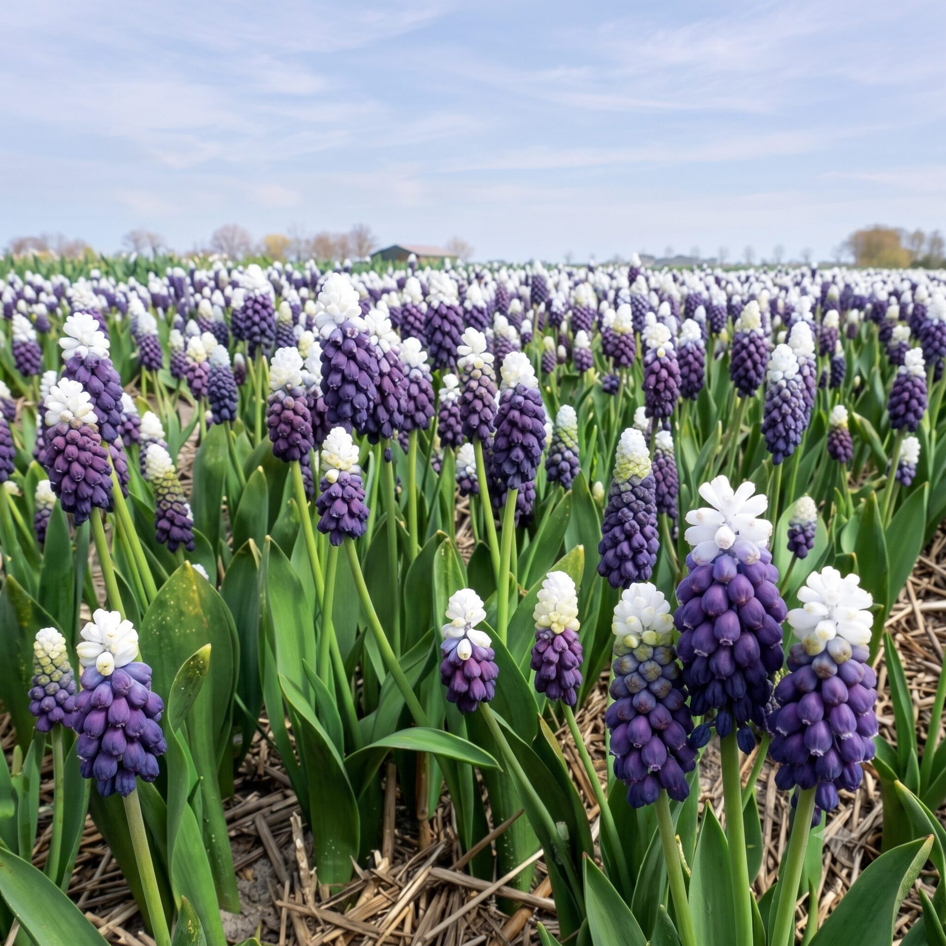 Muscari latifolium 'Grape Ice' ®