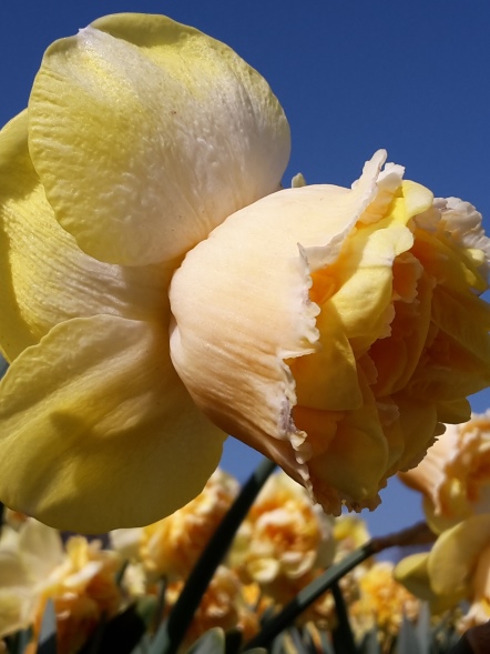 Narcissus - Div. 04 (doppi) ART PERFUME 4 Y-Y