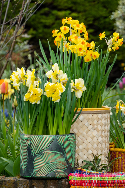 Narcissus - Div. 11a (splitcorona) BANANA SPLASH 11 W-Y