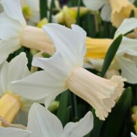 Narcissus - Div. 06 (ciclaminei) LADY MADONNA 2 W-W  ®