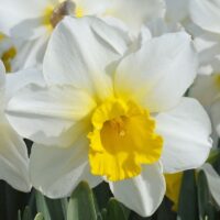 Narcissus - Div. 02 (mediocoronati) MERELS FAVOURITE 2 W-Y