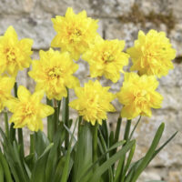 Narcissus - Div. 04 (doppi) 'Tete Deluxe' ®