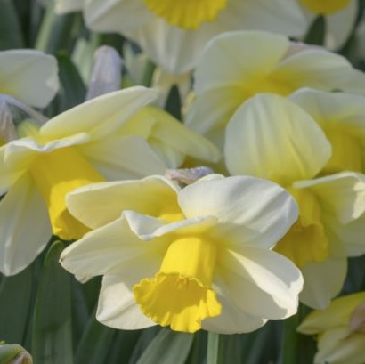 Narcissus - Div. 02 (mediocoronati) MERELS FAVOURITE 2 W-Y