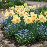 Narcissus - Div. 02 (mediocoronati) TICKLED PINKEEN 2 Y-P