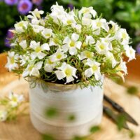 Oxalis 'White Spider'