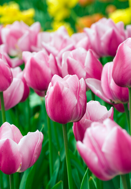 Tulipa - Gruppo 01 (precoci semplici) AAFKE ®