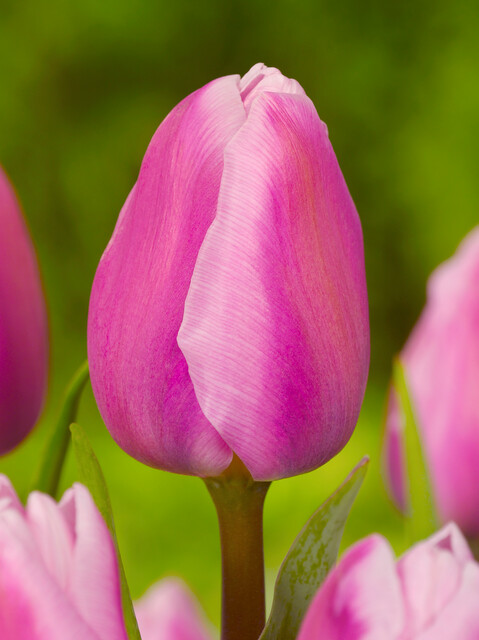 Tulipa - Gruppo 01 (precoci semplici) AAFKE ®