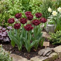 Tulipa - Gruppo 11 (tardivi doppi) CANYON