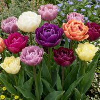 Tulipa - Gruppo 11 (tardivi doppi) MIX