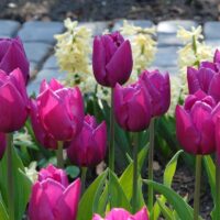Tulipa - Gruppo 01 (precoci semplici) PURPLE PRINCE
