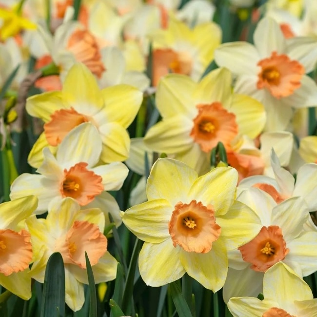 Narcissus - Div. 02 (mediocoronati) TICKLED PINKEEN 2 Y-P