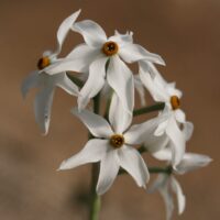 Narcissus - Div. 13 (specie) obsoletus (serotinus)