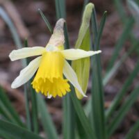 Narcissus - Div. 13 (specie) pseudonarcissus pseudonarcissus (raro)