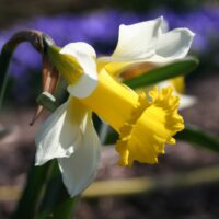 Narcissus - Div. 13 (specie) Narcissus varduliensis (raro)