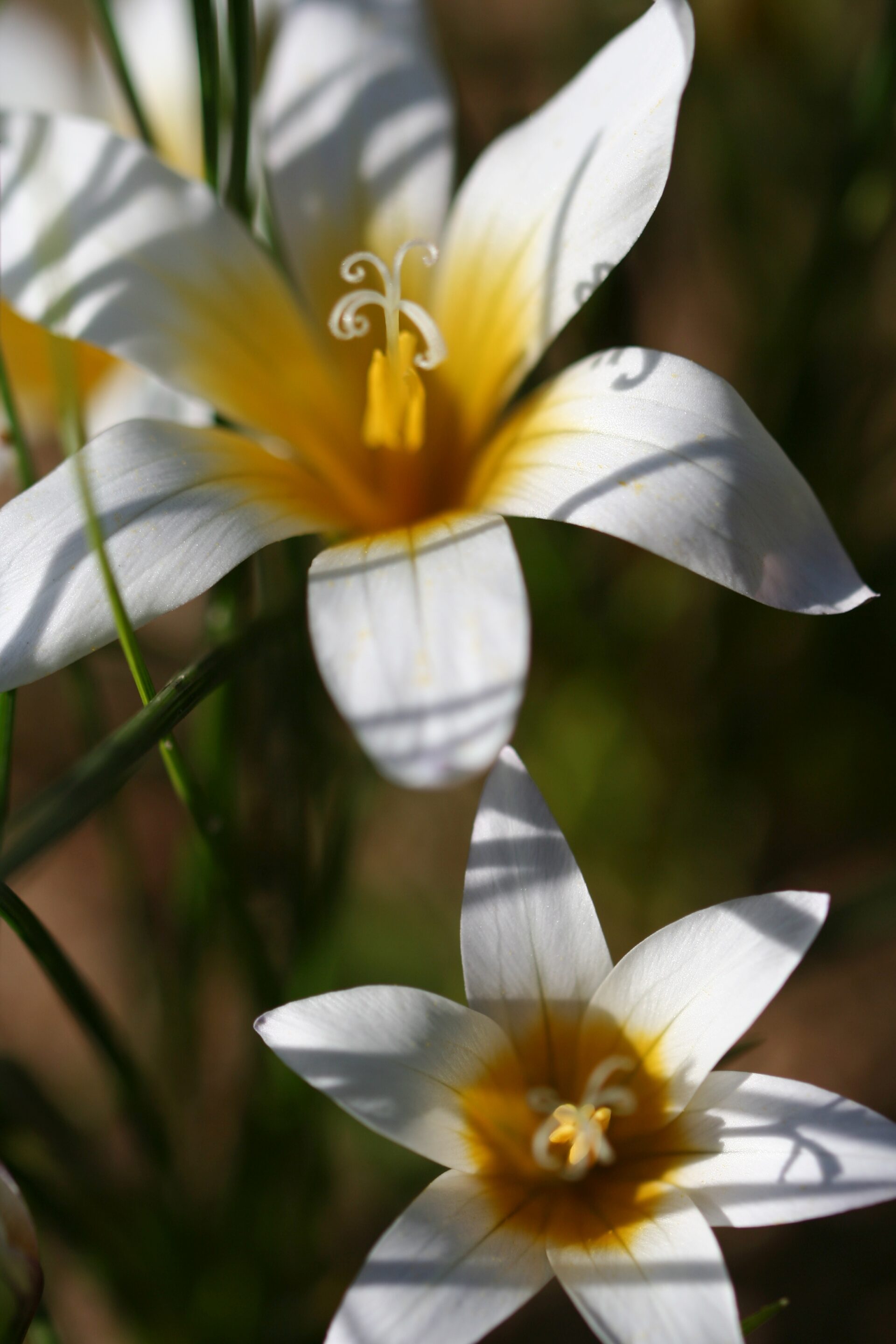 Romulea bulbocodium leichtliniana (rara)