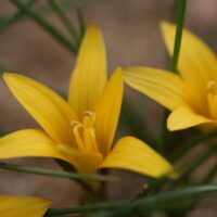 Romulea crocea (rara)