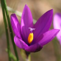 Romulea requienii (rara)