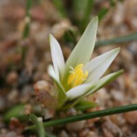 Romulea rollii (rara)