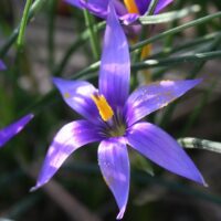 Romulea tempskyana (rara)