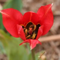 Tulipa - Gruppo 15 (specie) radii (raro)