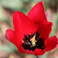 Tulipa - Gruppo 15 (specie) saracenica (raro)